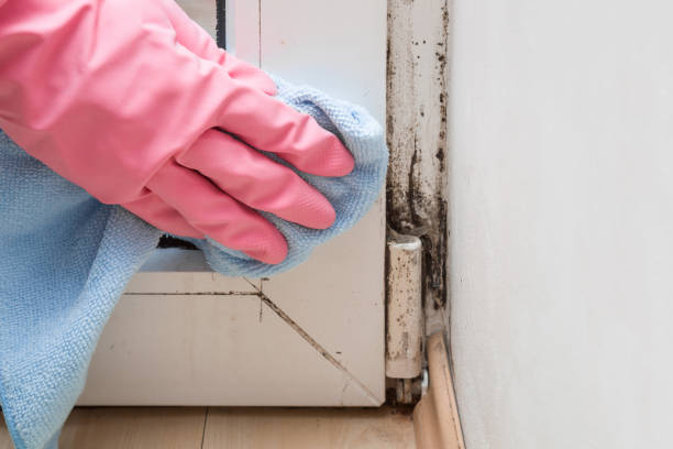 Mold Odor Removal Services in Goodwater, AL